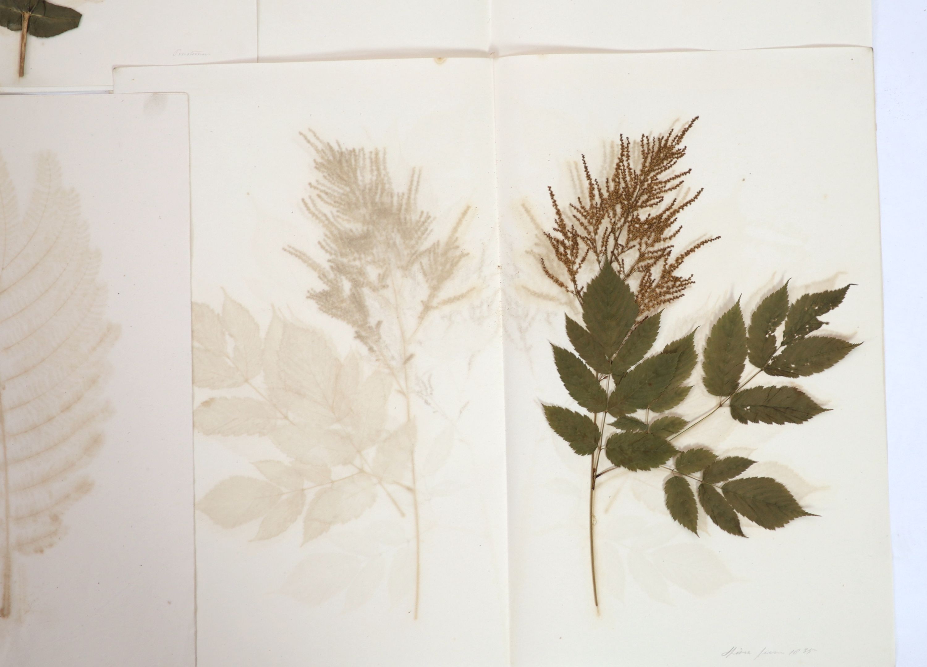 A folio of early 19th century dried botanical specimens on paper, Largest 47 cm X 28 cm (89 specimens)